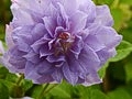 Clematis Denny's Double IMG_2408 Powojnik